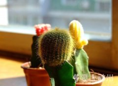 �������Z(y��) �����ھ����е�����.