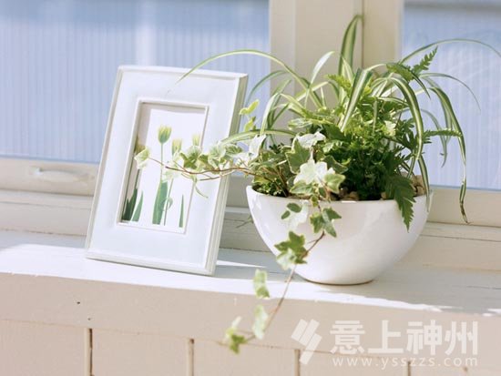 裝飾裝修居家風(fēng)水植物風(fēng)水