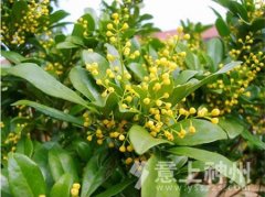 �Gɫֲ�2�����҃�(n��i)����ֲ�Ｏ��