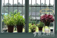 ������_(t��i)��ֲ���L(f��ng)ˮ