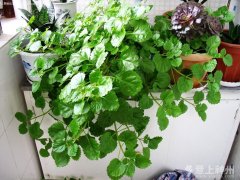 �p���b�޼�ȩ��Ⱦ��ֲ��